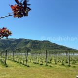 ワイナリー見学　〜カーブドッチ（CAVE D’OCCI）（新潟県・新潟市）